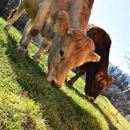 Landhof Nebel Sankt Andra-Hoch
