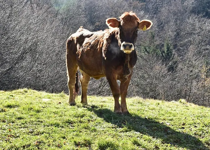 Appartement Landhof Nebel Sankt Andra-Hoch