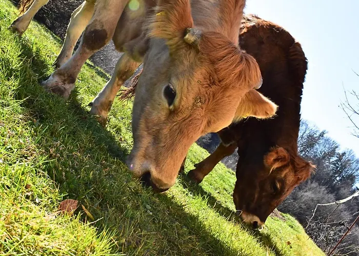 Landhof Nebel Sankt Andra-Hoch